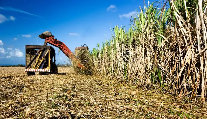 produtividade-da-cana-de-acucar-com-tecnologia-pesquisa-e-clima-favoravel