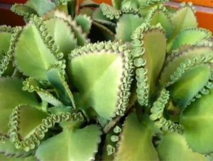 xtrato vegetal de Kalanchoe pinnata