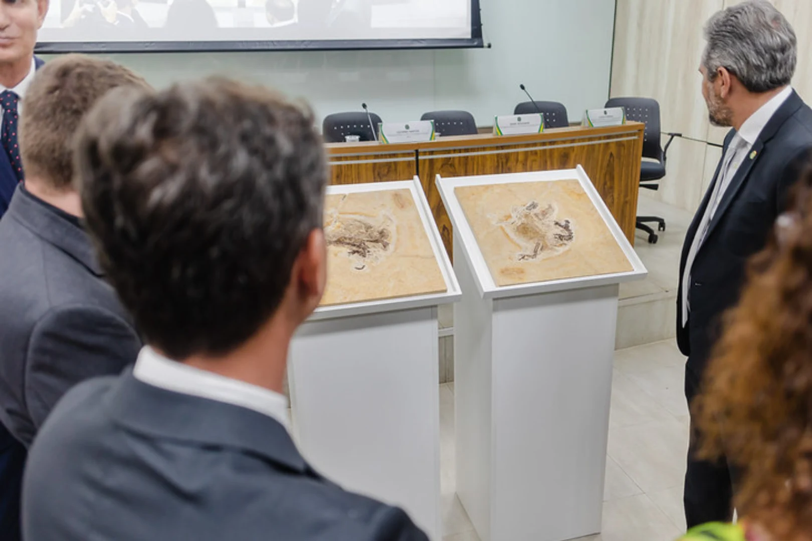 Imagem ilustrativa da repatriação do fóssil Ubirajara Jubatus