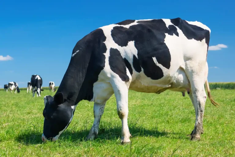 Vacas holandesas