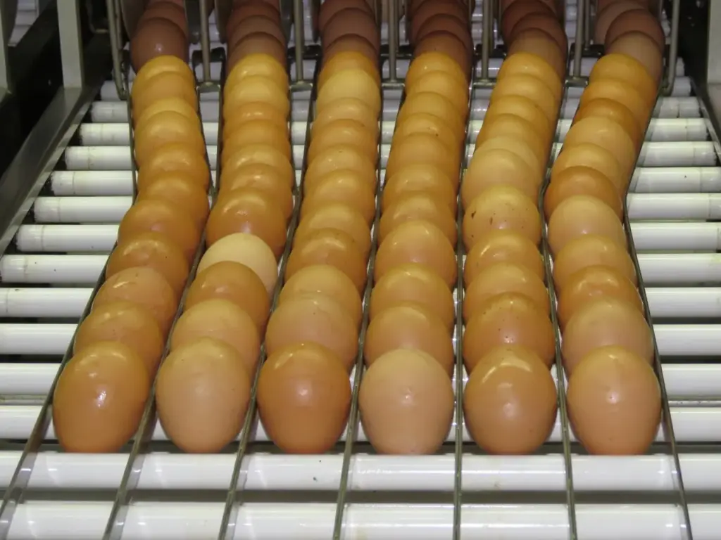 ovos