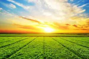 Imagem ilustrativa de uma fazenda