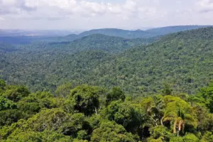 Mata Atlântica. Foto: TV Brasil