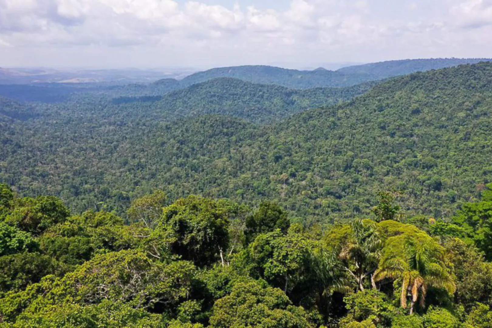 Mata Atlântica. Foto: TV Brasil