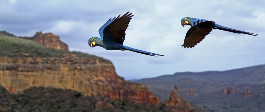 arara azul