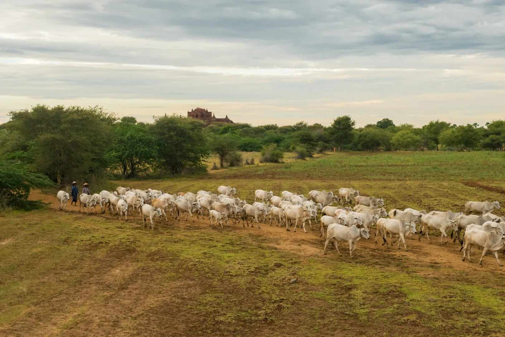 Fazenda de gado. Foto: Freepik