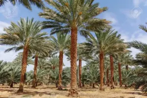 palmeira