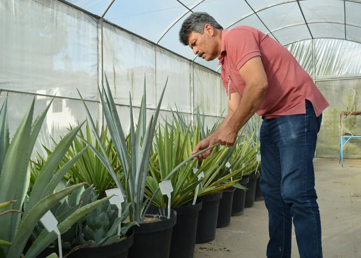 Alexandre Oliveira pesquisador tratando do agave