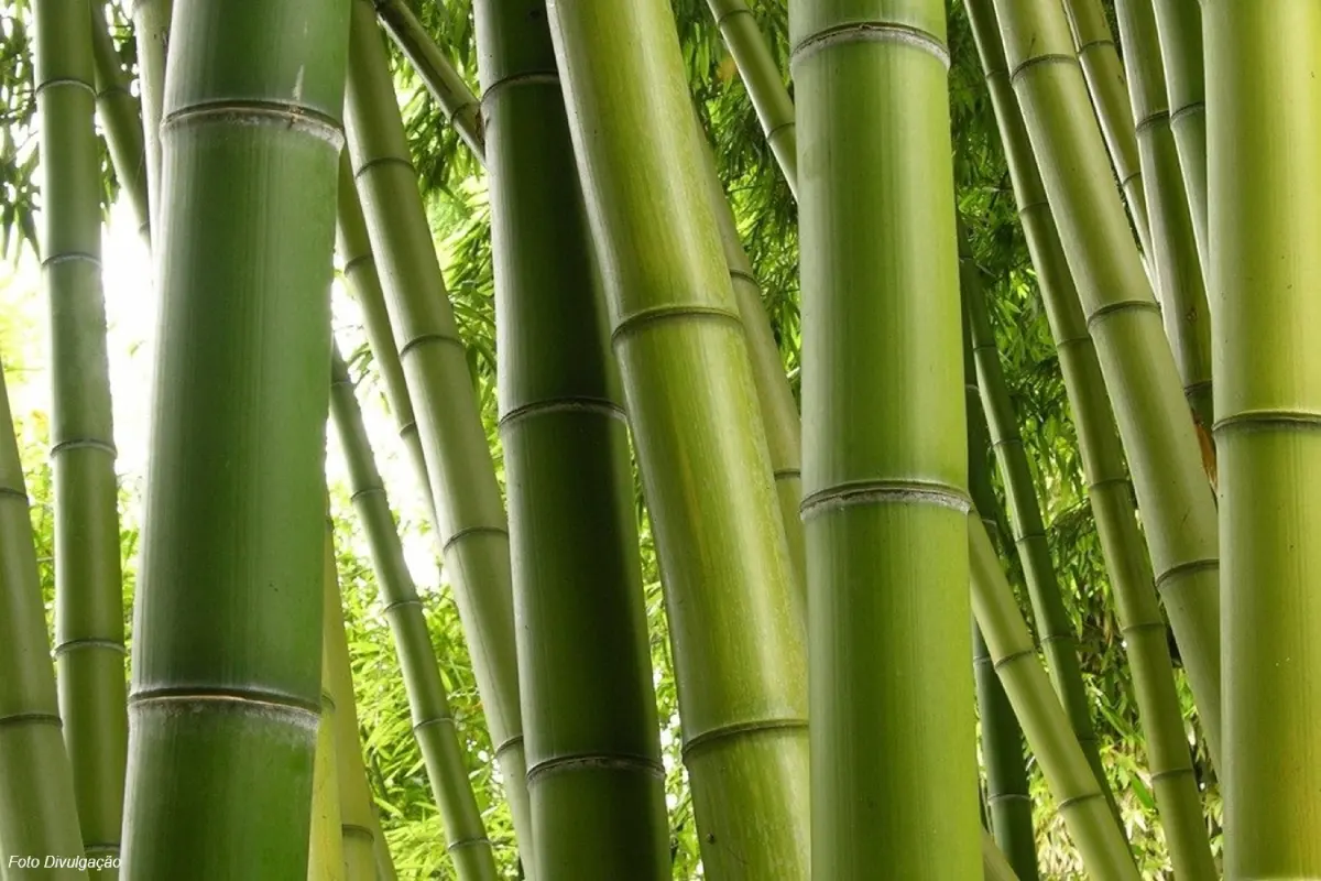 BAMBU