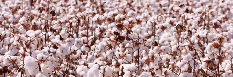 algodão