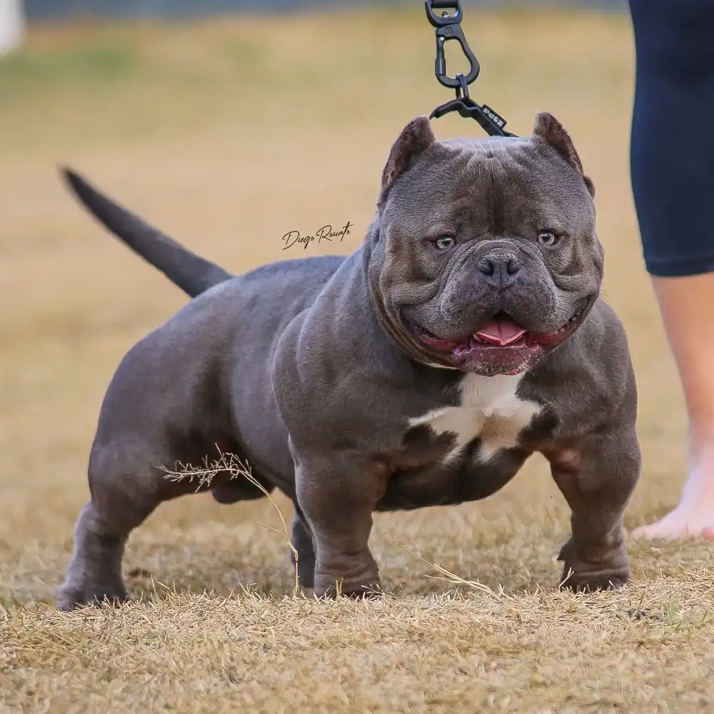 American Bully Exotic