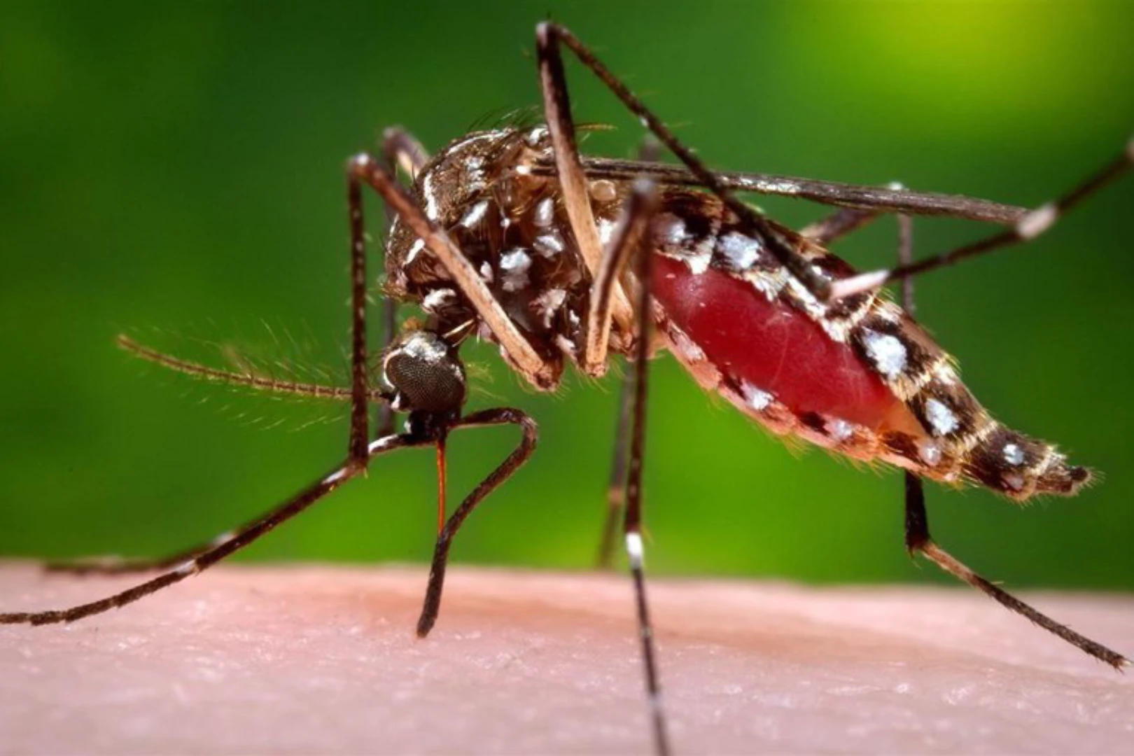 Zika. Foto: Governo Federal.
