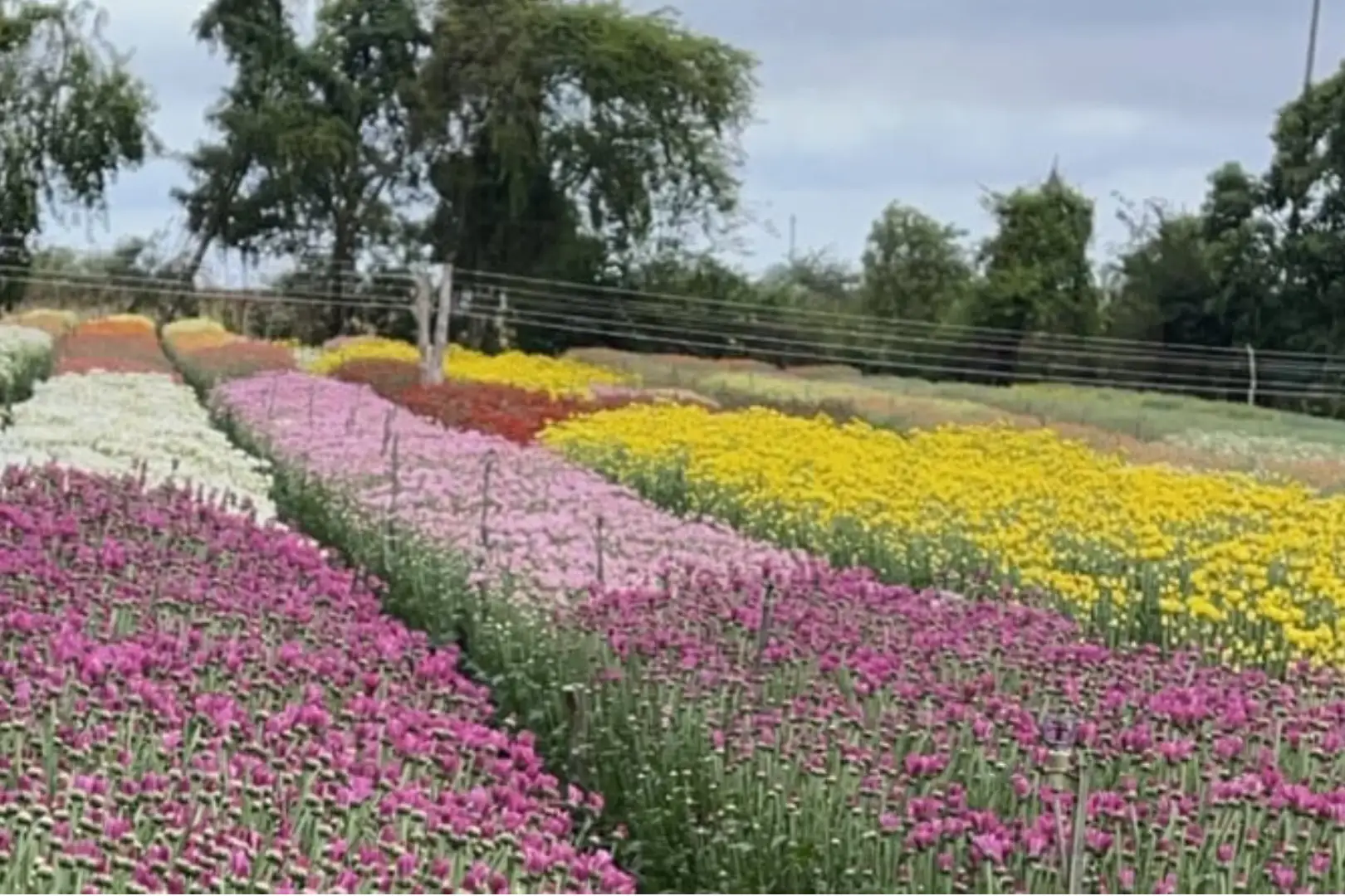 São Benedito, capital das floeres. Foto: Reprodução.
