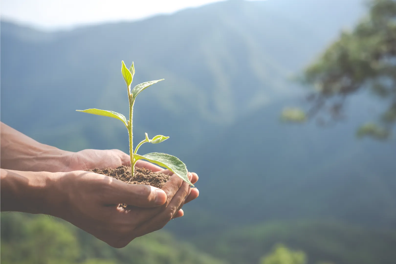 transformação ecológica. Foto_ Freepik