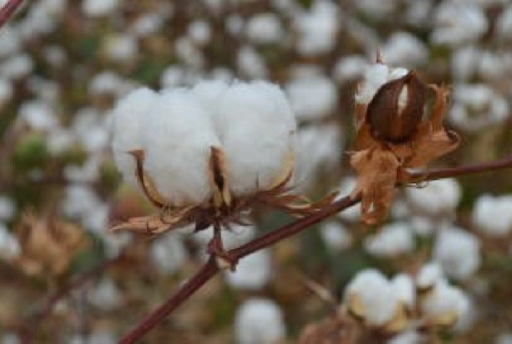 Algodão Organico foto reprodução