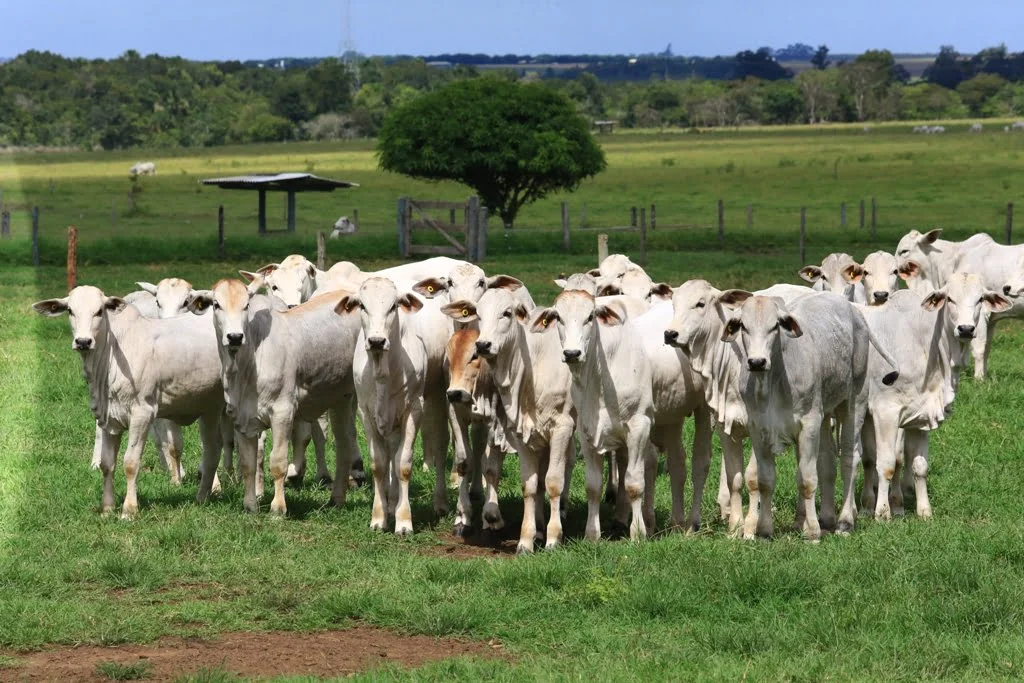 Bahia Farm Show foto Divulgacao