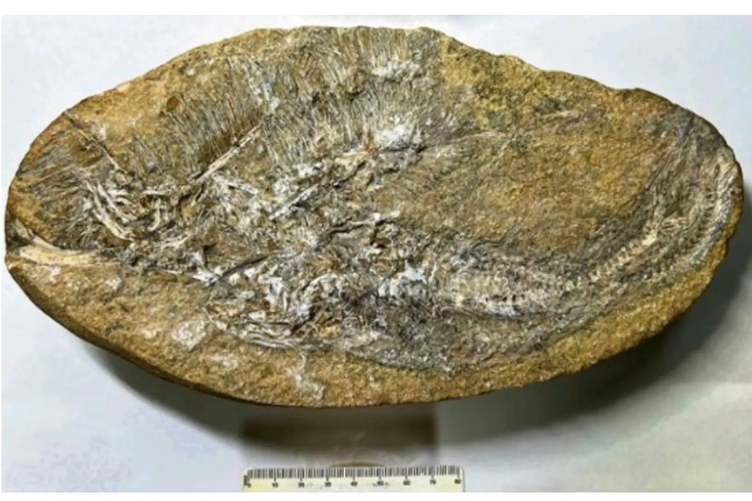 Fóssil em vômito. Foto: Aline Ghilardi e Tito Aureliano/ UFRN