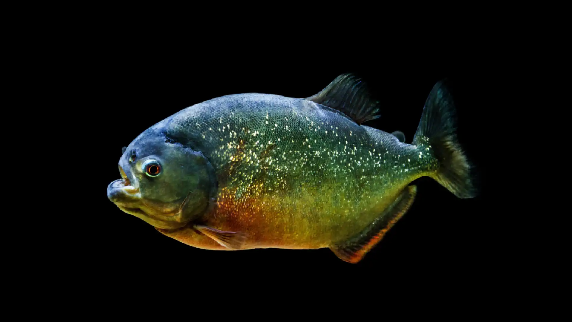Piranha. Foto_ Freepik