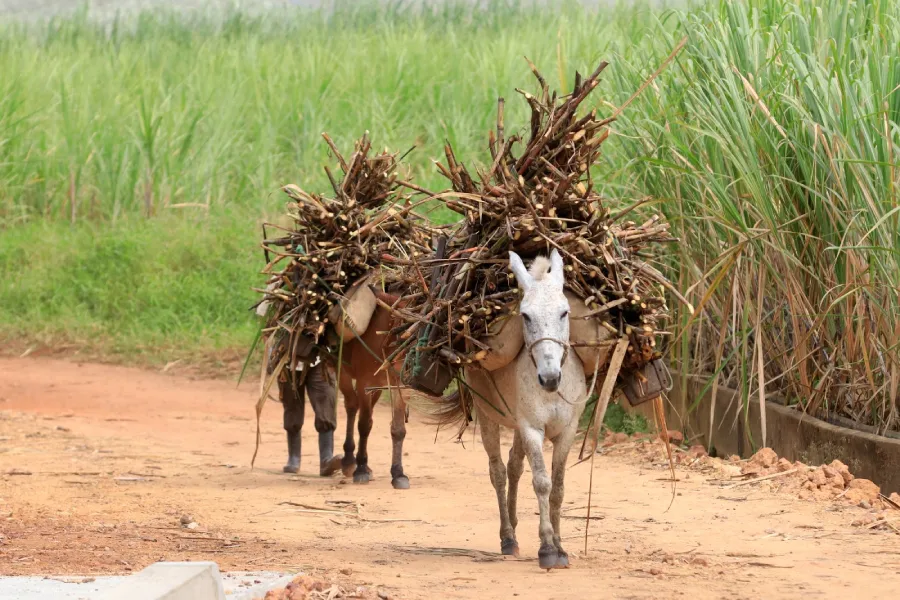 Engenho no Brejo Paraibano foto divulgação 