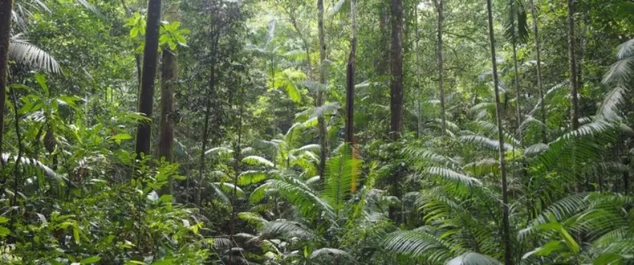 Floresta maranhense, Serra do Bicho, Terra Indígena Caru Foto Robert Miller