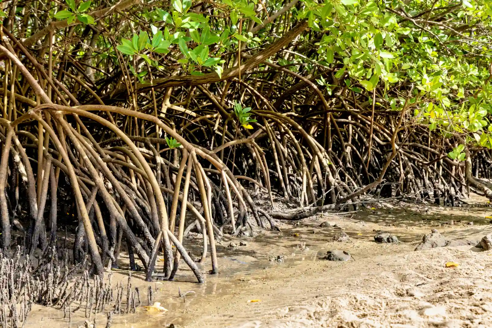 Mague.Tiago Junior - Ascom Sema_Inema