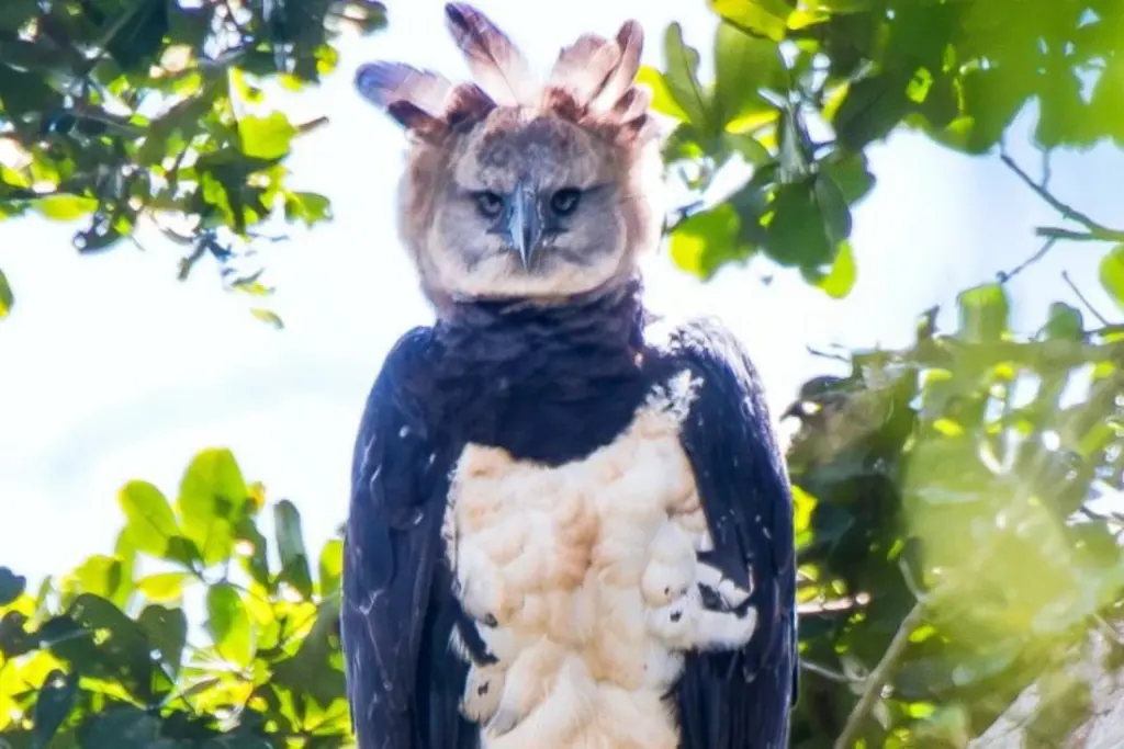 Gavião harpia. Foto_ Leonardo Merçon_Projeto Harpia