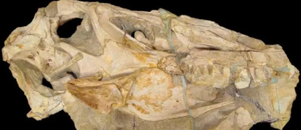 Irritator_fossil_Secitece foto reprodução