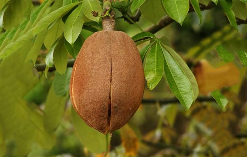 castanha do maranhão Foto Divulgação