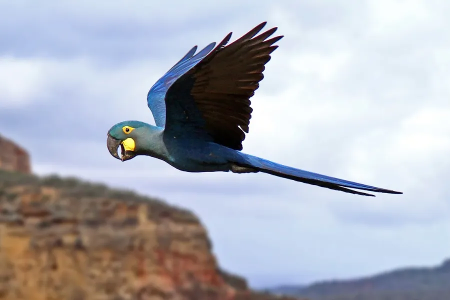 A população de arara-azul-de-lear tem pouco mais de 2 mil indivíduos, que em sua maioria vivem na Estação Ecológica do Raso da Catarina Foto Fábio Nunes