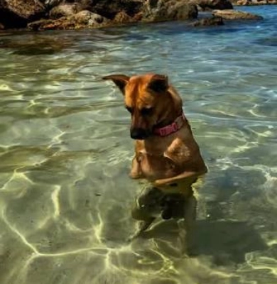 cachorro a agua
