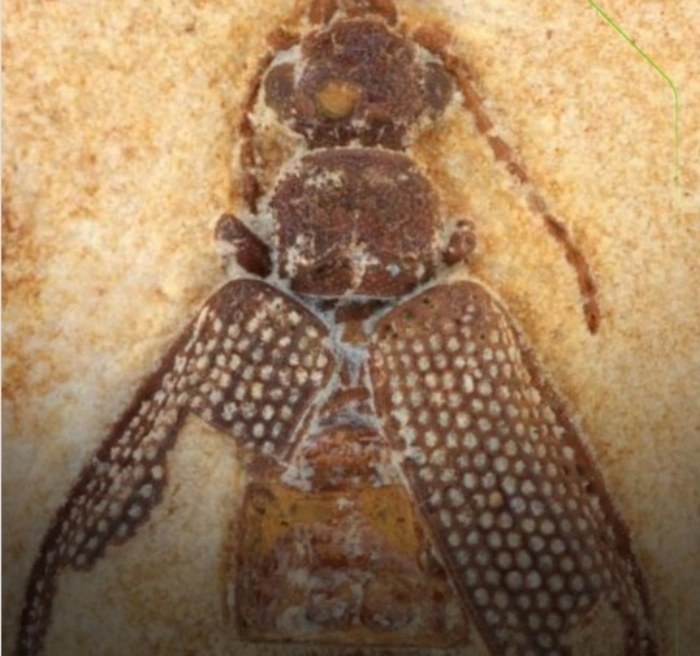 Fosseis de besouros encontratos no araripe