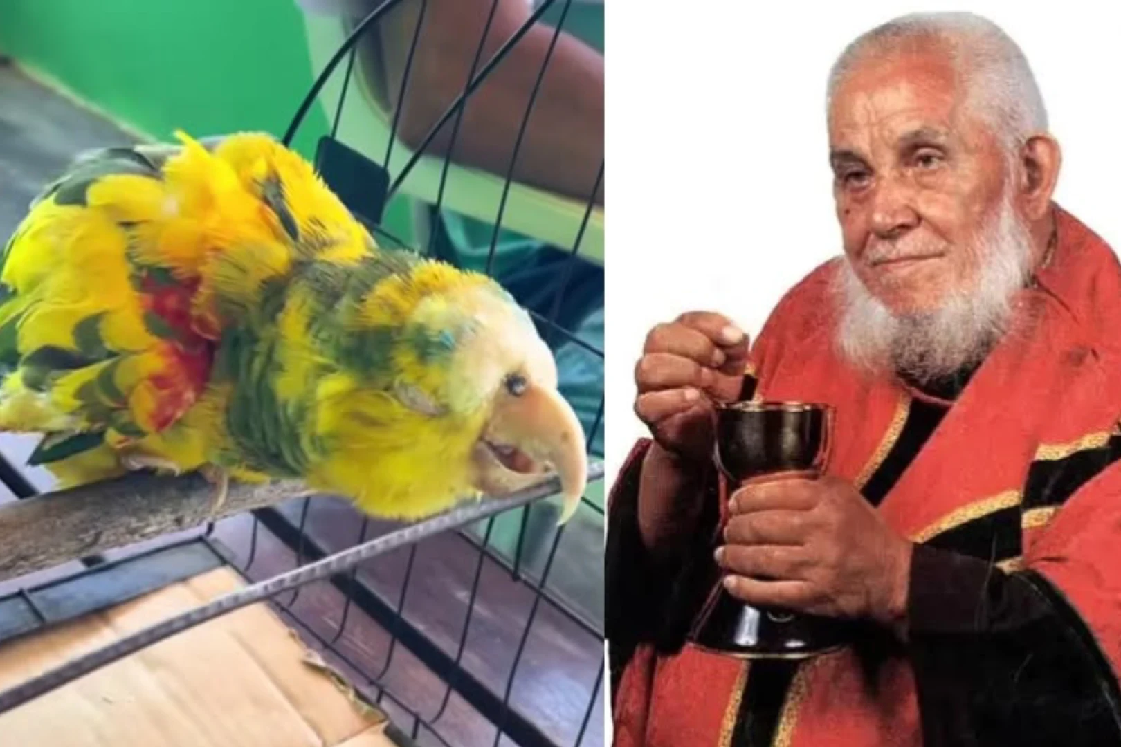 Papagaio de Frei Damião. Foto_ Fotos_ Reprodução_ Instagram_ @coisasdonordesteofc1
