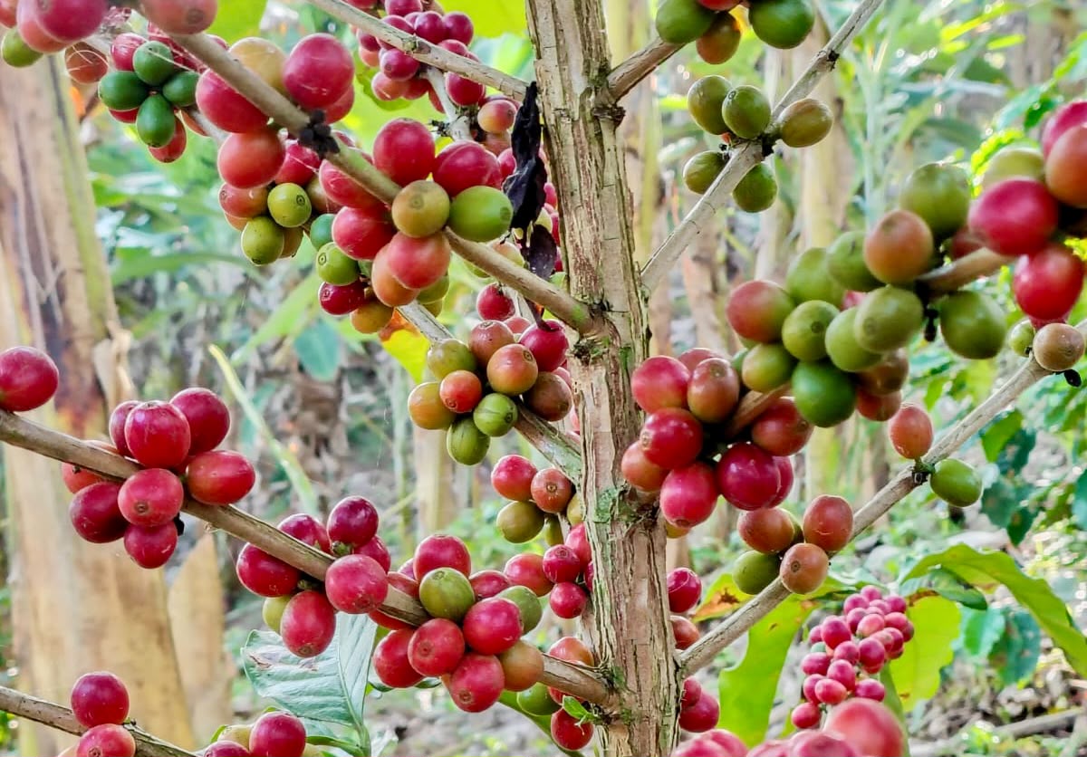 Plantação de Café. Foto: Assessoria