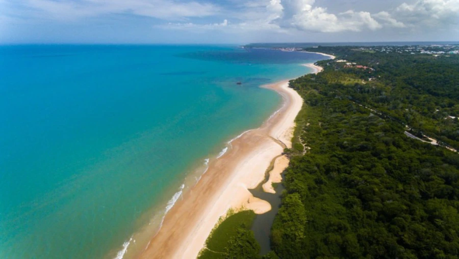 mar, praia e floresta