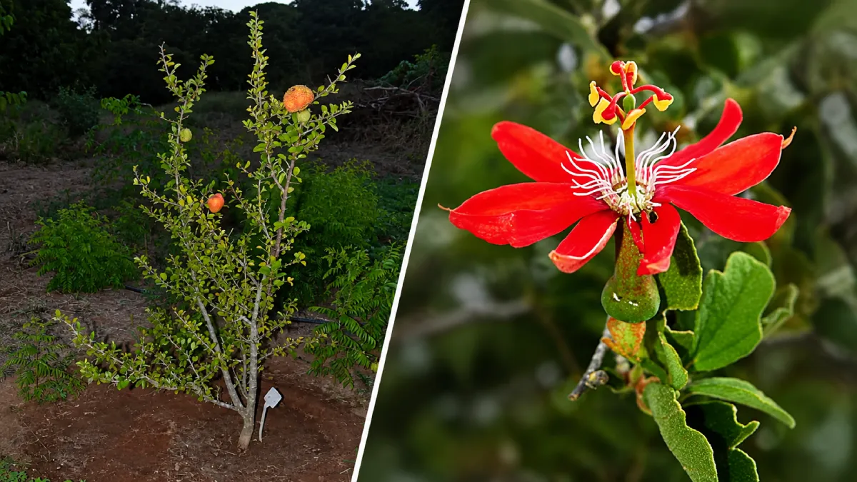 duas frutas raras do NE