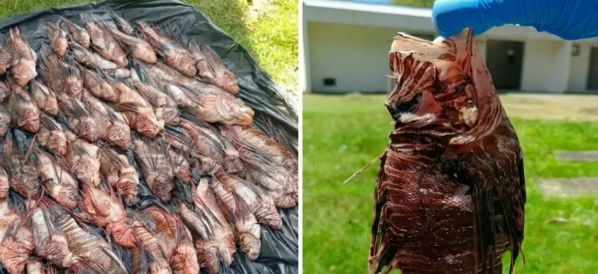 peixes leões capturados em abroulhos