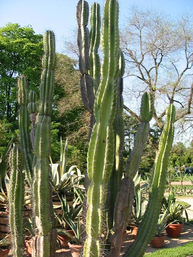 Mandacaru Cereus_jamacaru