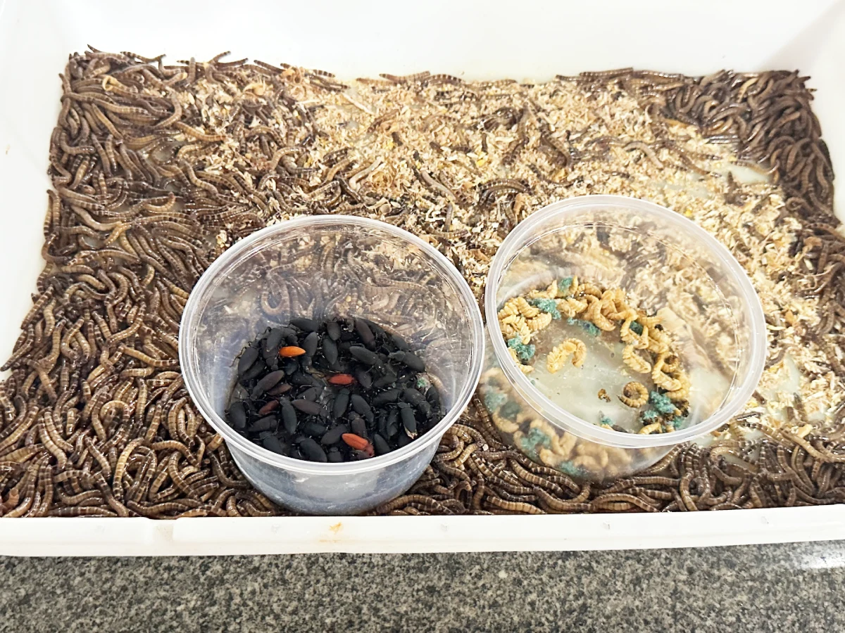 O tenébrio molitor é uma fonte sustentável de proteína de alto valor nutricional Biofábrica São Luís
