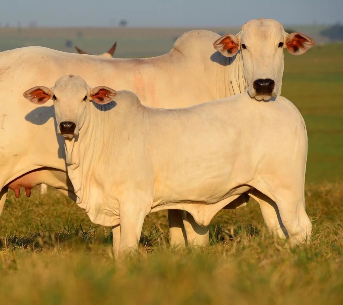 beef nordeste