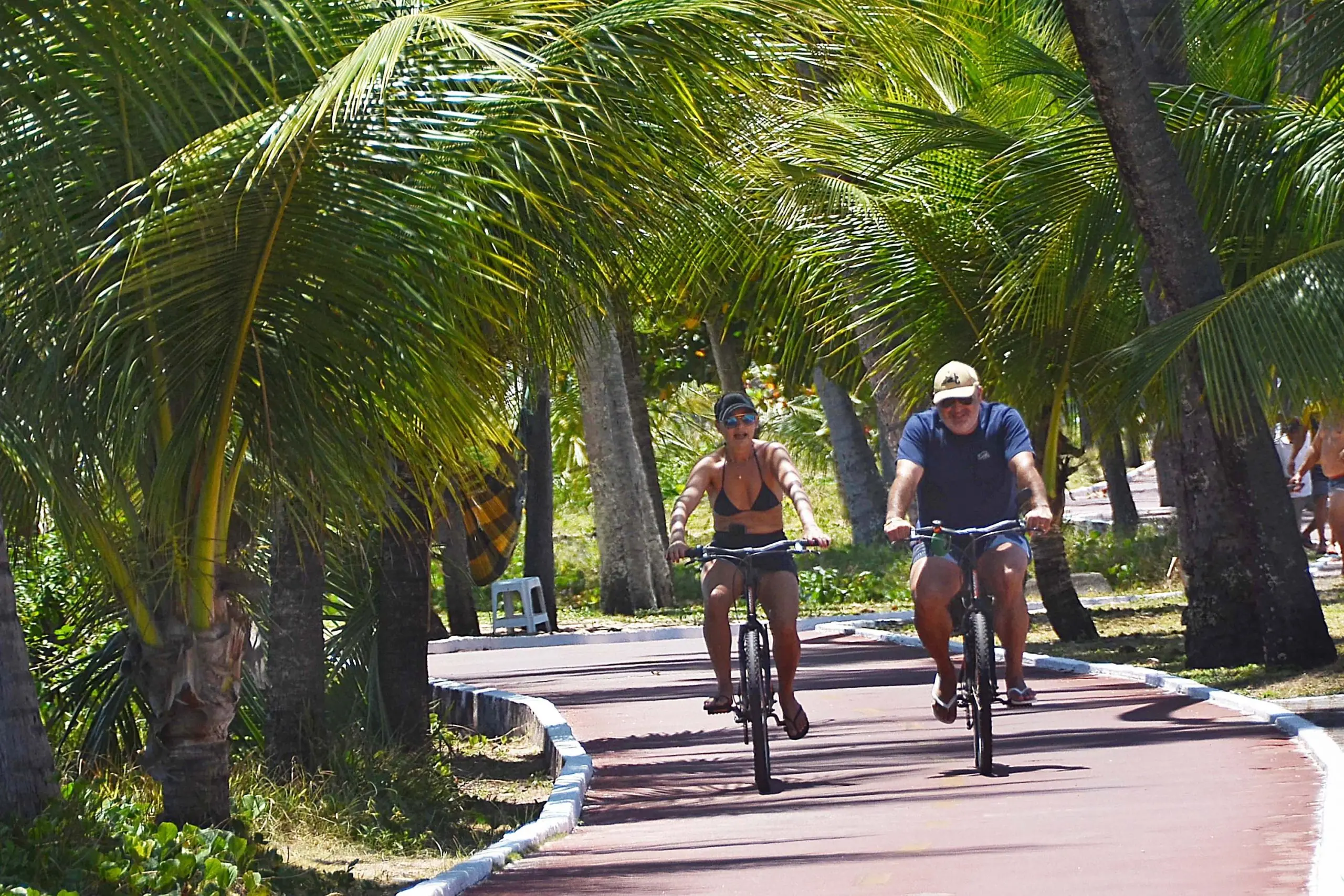 orla de João Pessoa terá novos coqueiros